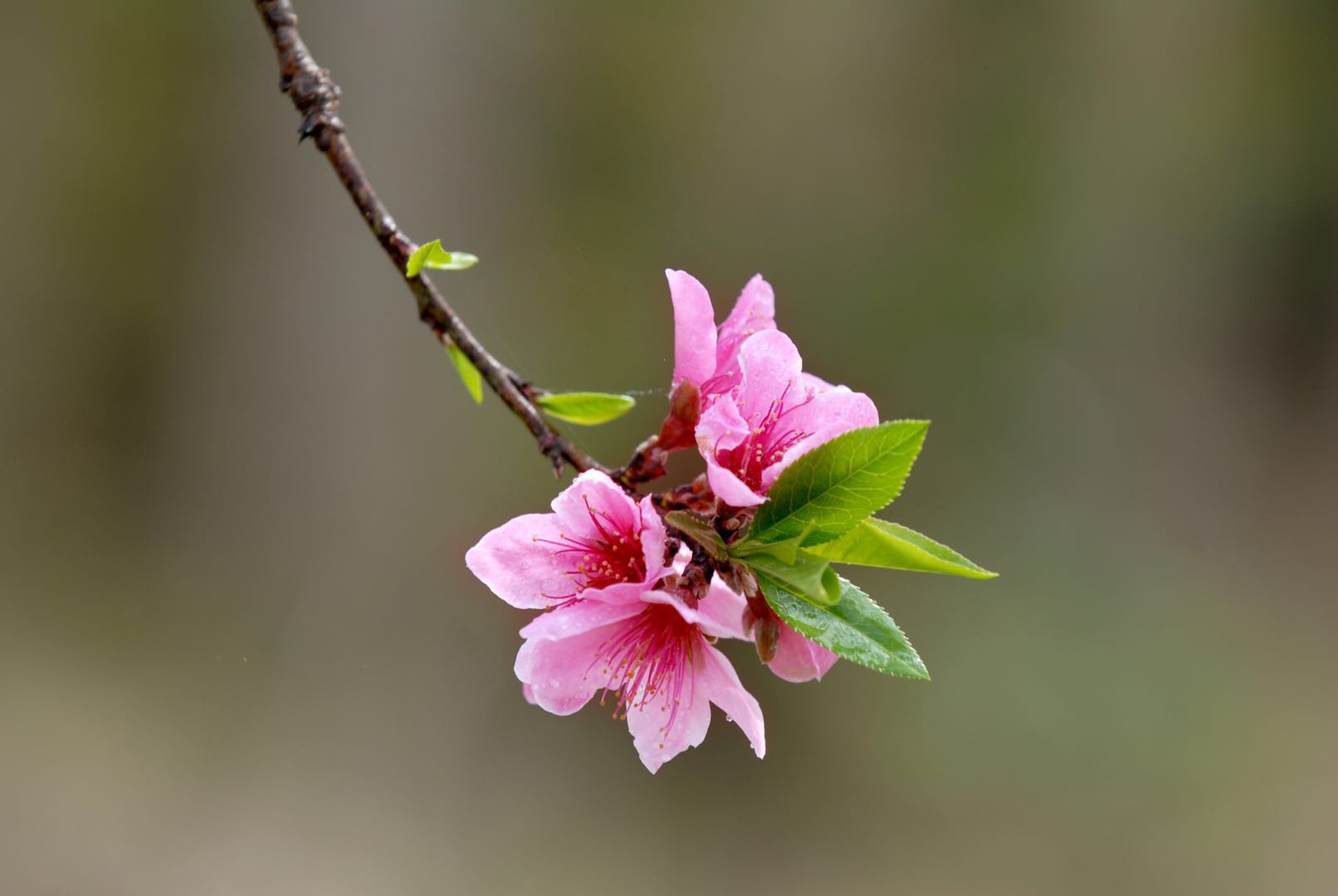 Bonjour Printemps ! La ligne de production de Ruilong a entièrement repris